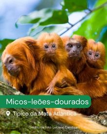 Micos-leões-dourados, Típico da Mata Atlântica