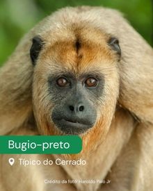Bugio-preto,Típico do Cerrado.