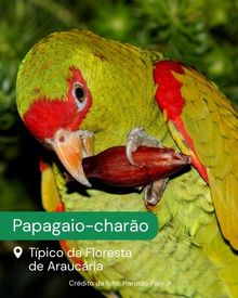 Papagaio-charão, Típico da Floresta de Araucária.