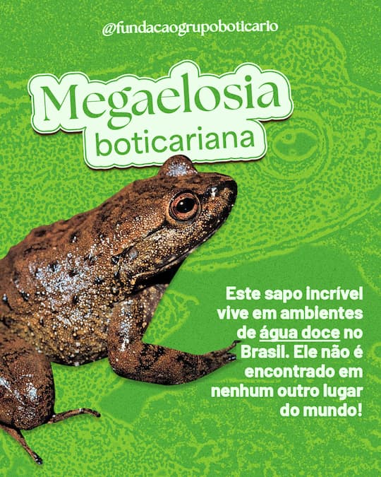 Megaelosia boticariana: este sapo incrível vivem em ambientes de água doce no Brasil. ele não é encontrado em nenhum outro lugar do mundo.