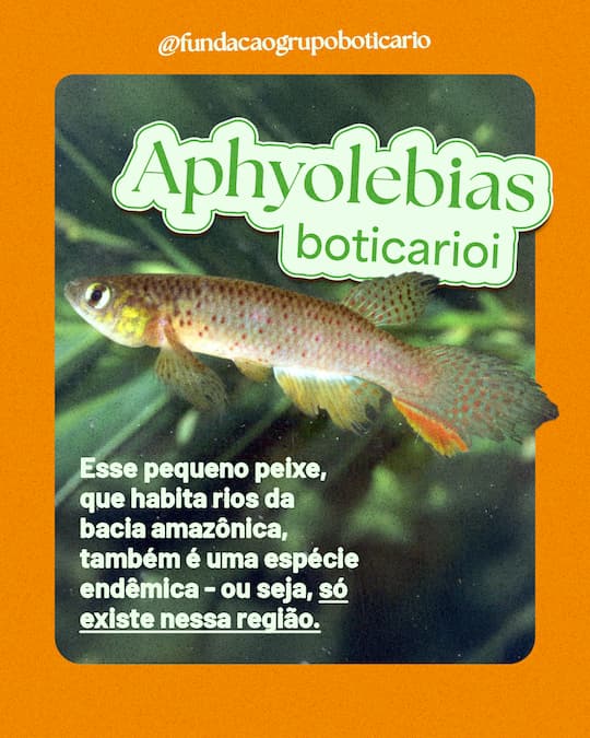 Aphyolebias boticarioi: esse pequeno peixe, que habita rios da bacia amazônica, também é uma espécie endêmica - ou seja, só existe nessa região.