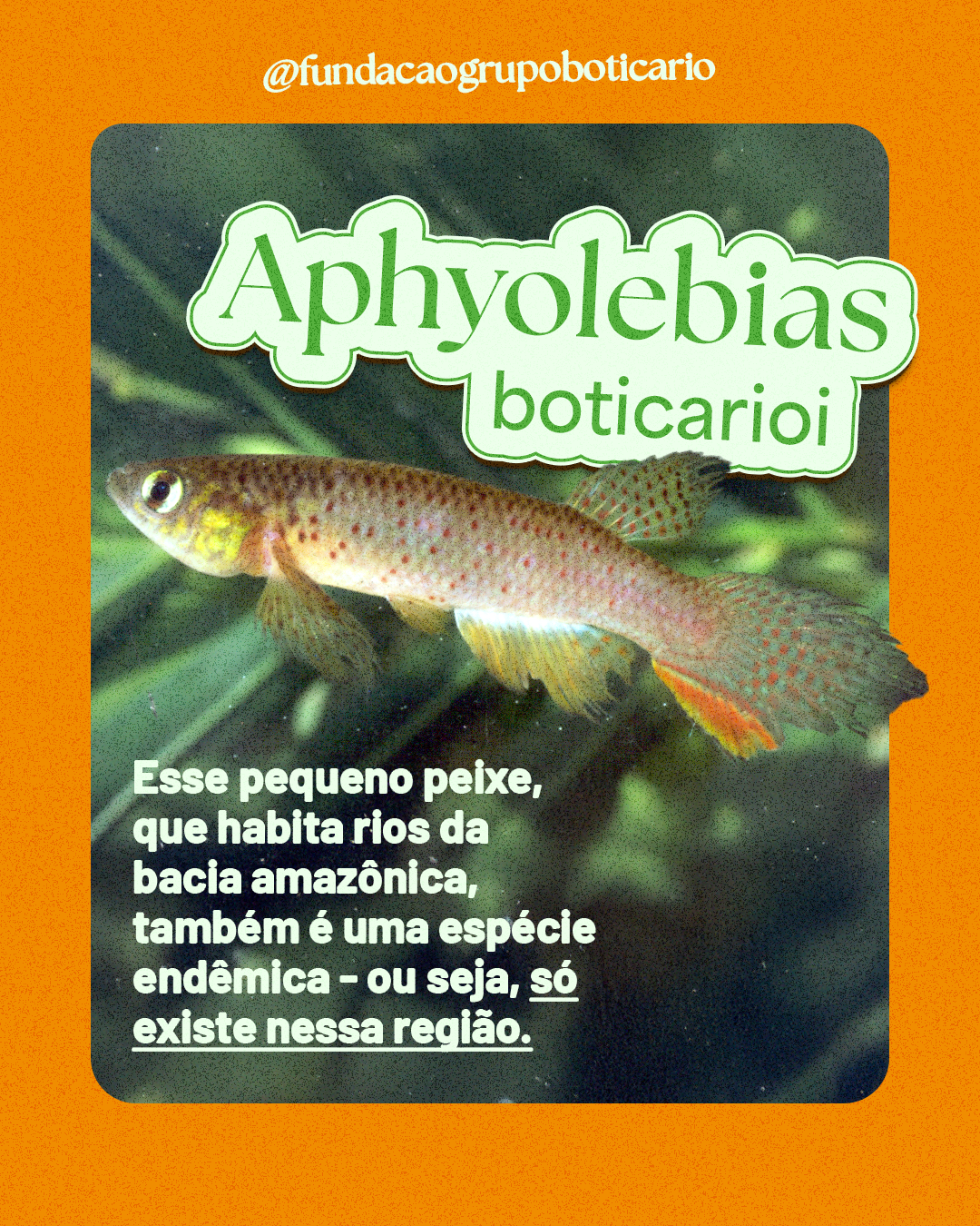 Card biodiversidade