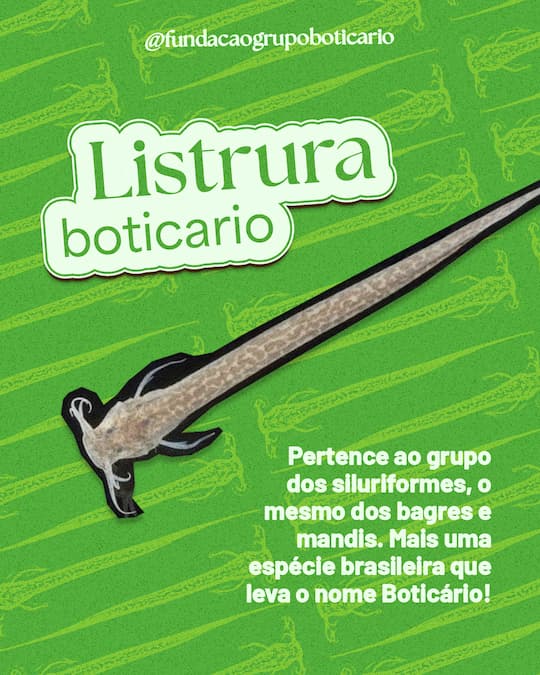 Listrura boticario: pertence ao grupo dos siluriformes, o mesmo dos bagres e mandis. Mais uma espécie brasileira que leva o nome Boticário.