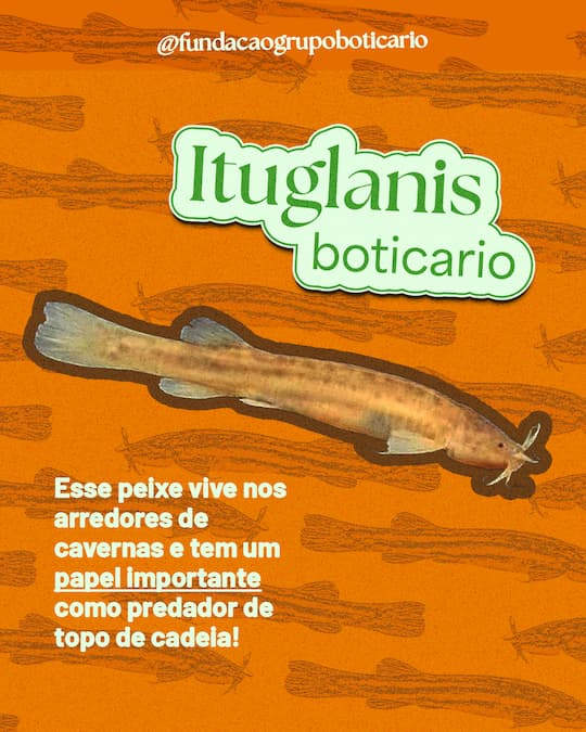 Ituglanis boticario: esse peixe vive nos arredores de cavernas e tem um papel importante como predador de topo de cadeia.