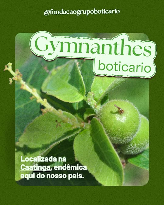 Gymnanthes boticario: localizada na Caatinga, endêmica aqui do nosso país.