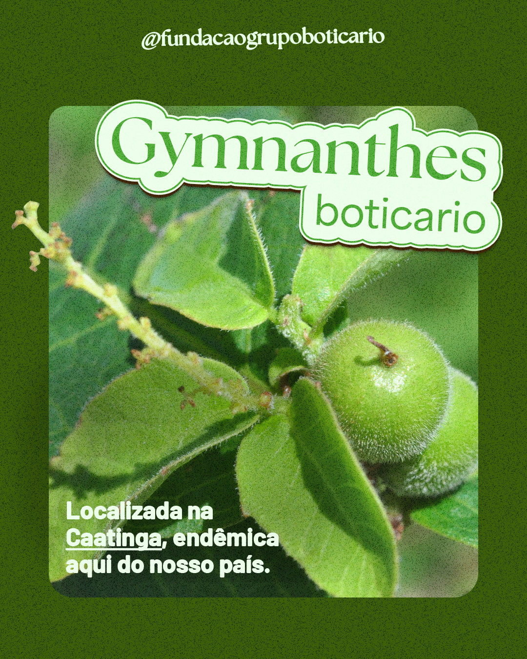 Card biodiversidade