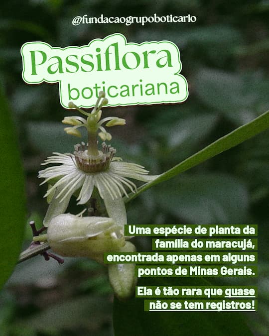 Passiflora boticariana: uma espécie de planta da família do maracujá, encontrada apenas em alguns pontos de Minas Gerais. Ela é tão rara que quase não se tem registros.