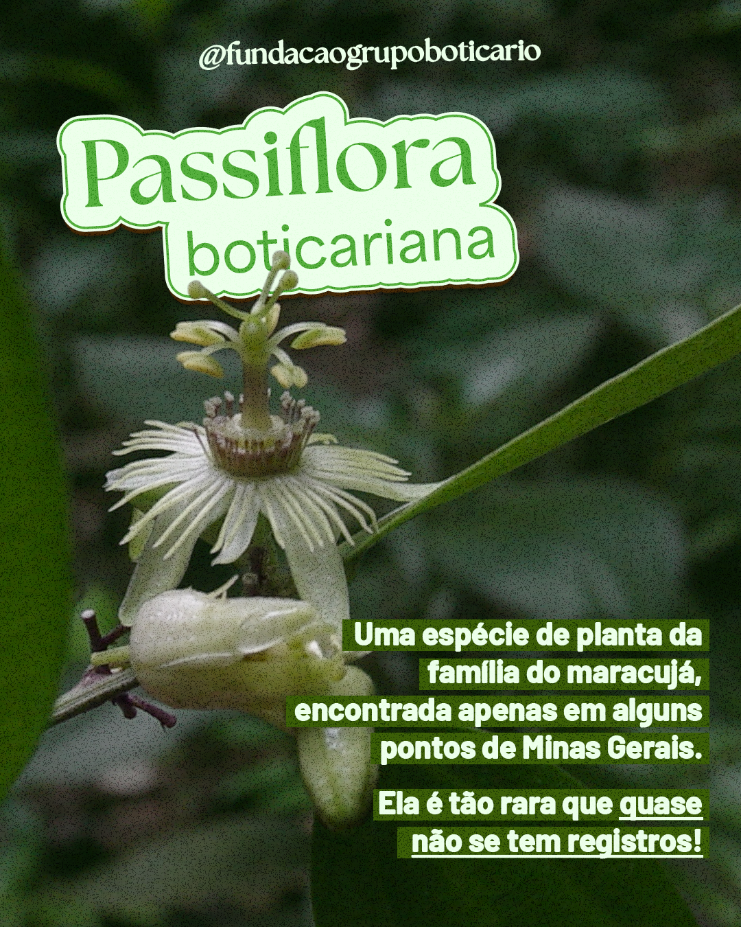Card biodiversidade