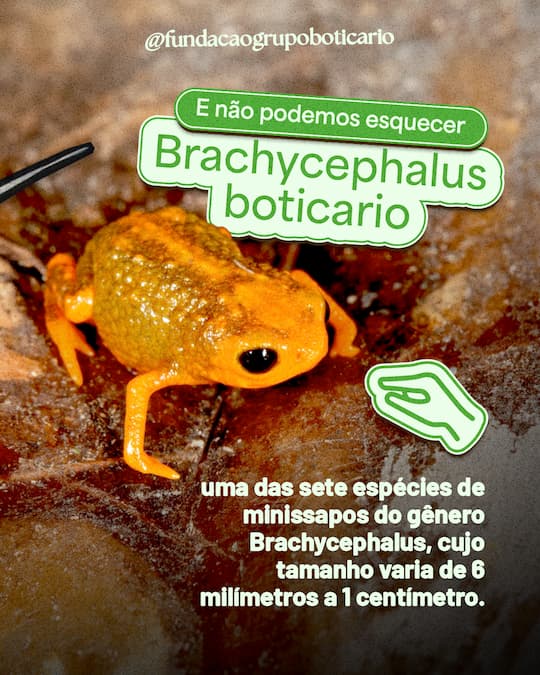 E não podemos esquecer do Brachycephalus boticario, uma das sete espécies de minissapos do gênero Brachycephalus, cujo tamanho varia de seis milímetros a um centímetro.