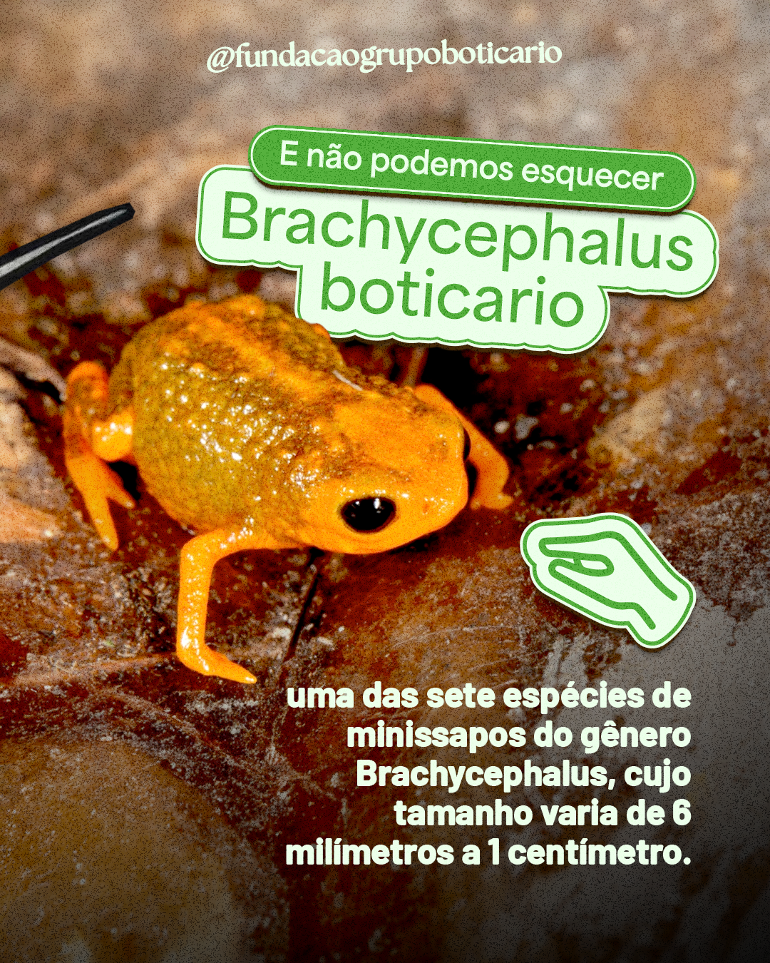 Card biodiversidade