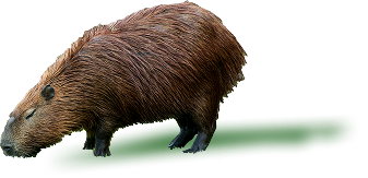 Capivara