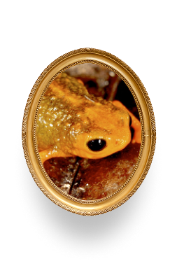 Quadro biodiversidade