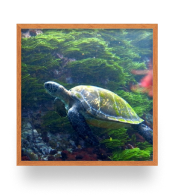 Quadro biodiversidade