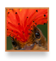 Quadro biodiversidade