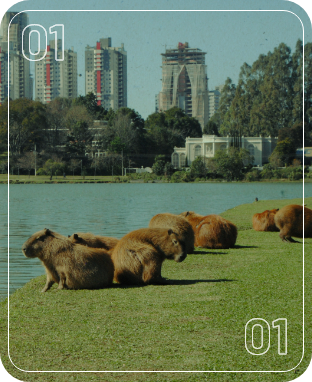 Na foto, cinco capivaras marrons repousam na grama verde à margem de um lago sereno. Ao fundo, prédios altos e árvores compõem a paisagem urbana sob o céu claro.