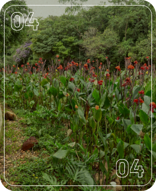 Na foto, um campo verde repleto de plantas de canna com vibrantes flores laranjas se estende em direção a uma densa vegetação arbórea ao fundo.